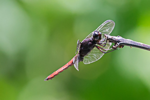 Picture 5 - Red Dragonfly, Asa Wright Nature Center, Trinidad